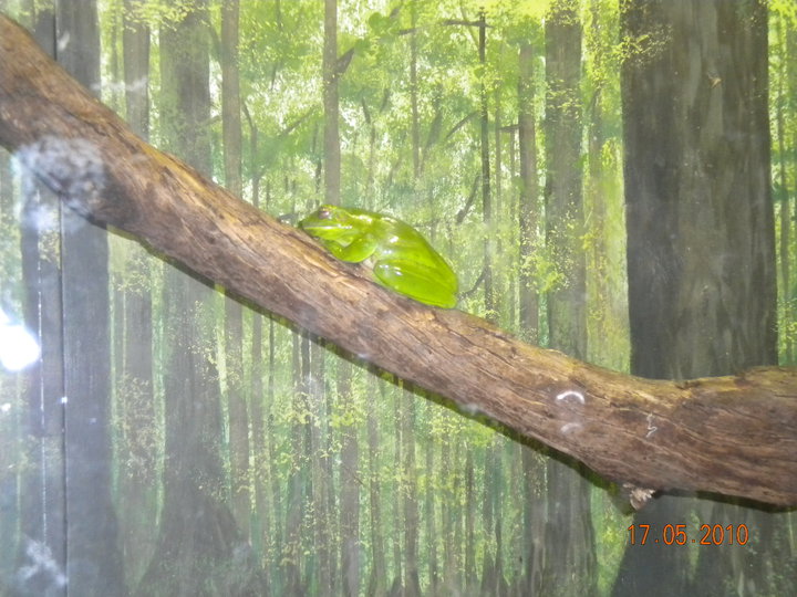 Taronga Zoo - White lipped tree frog