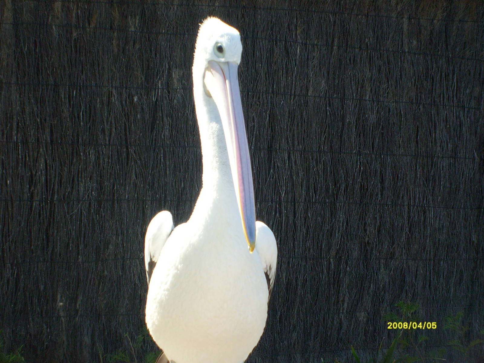 Taronga's great southern Oceans