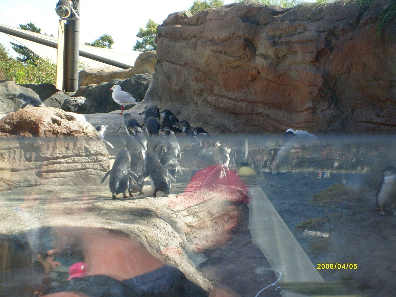 Taronga's great southern Oceans