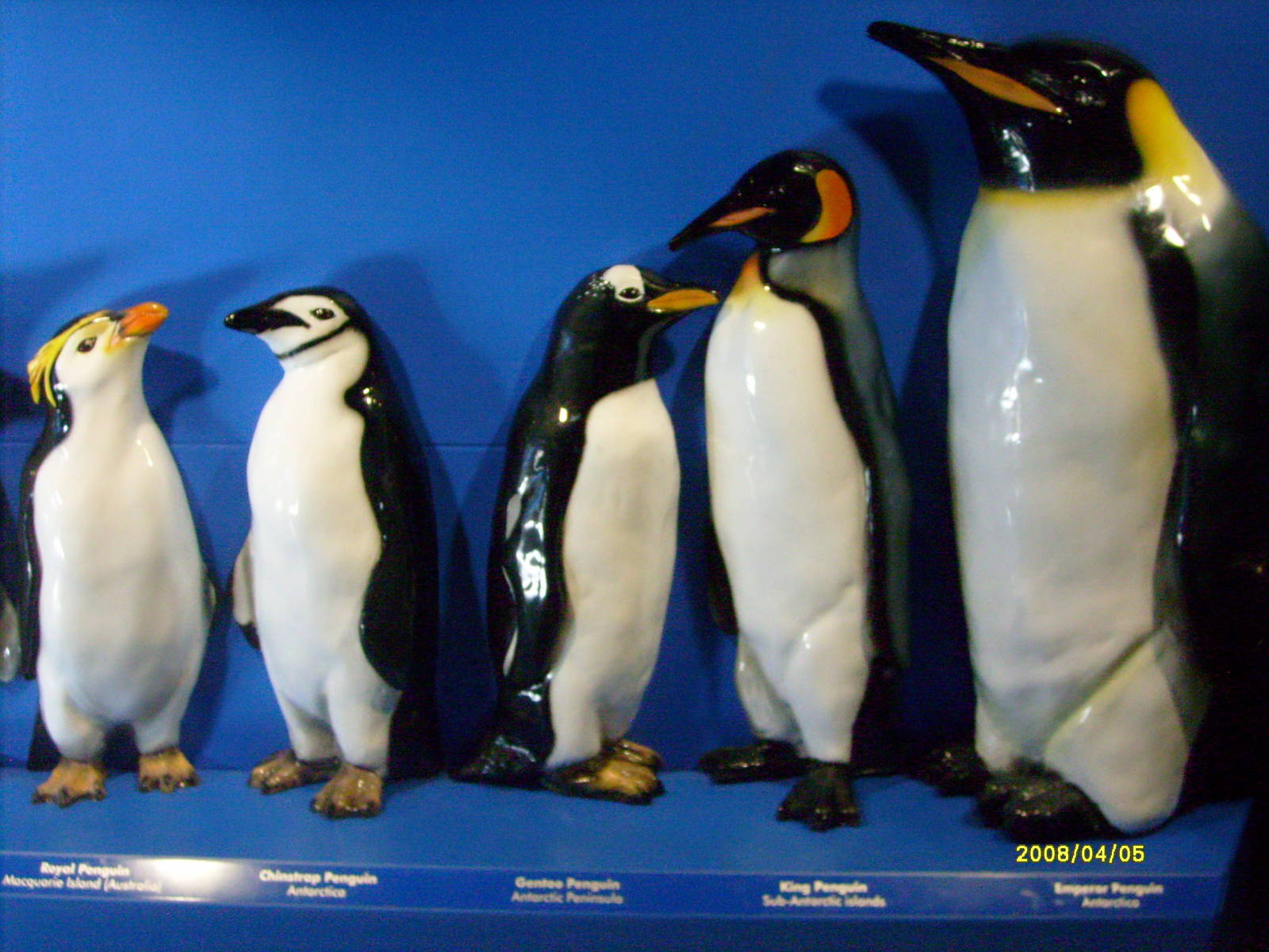 Taronga's great southern Oceans