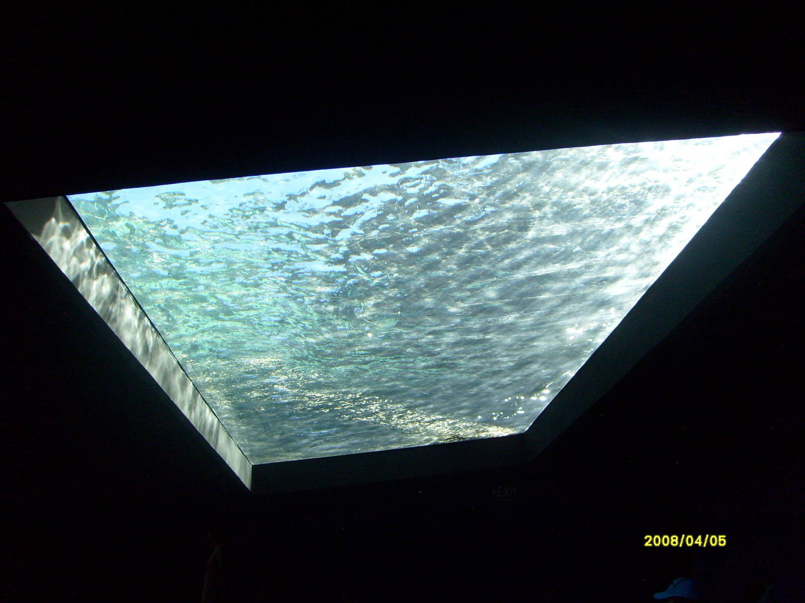 Taronga's great southern Oceans