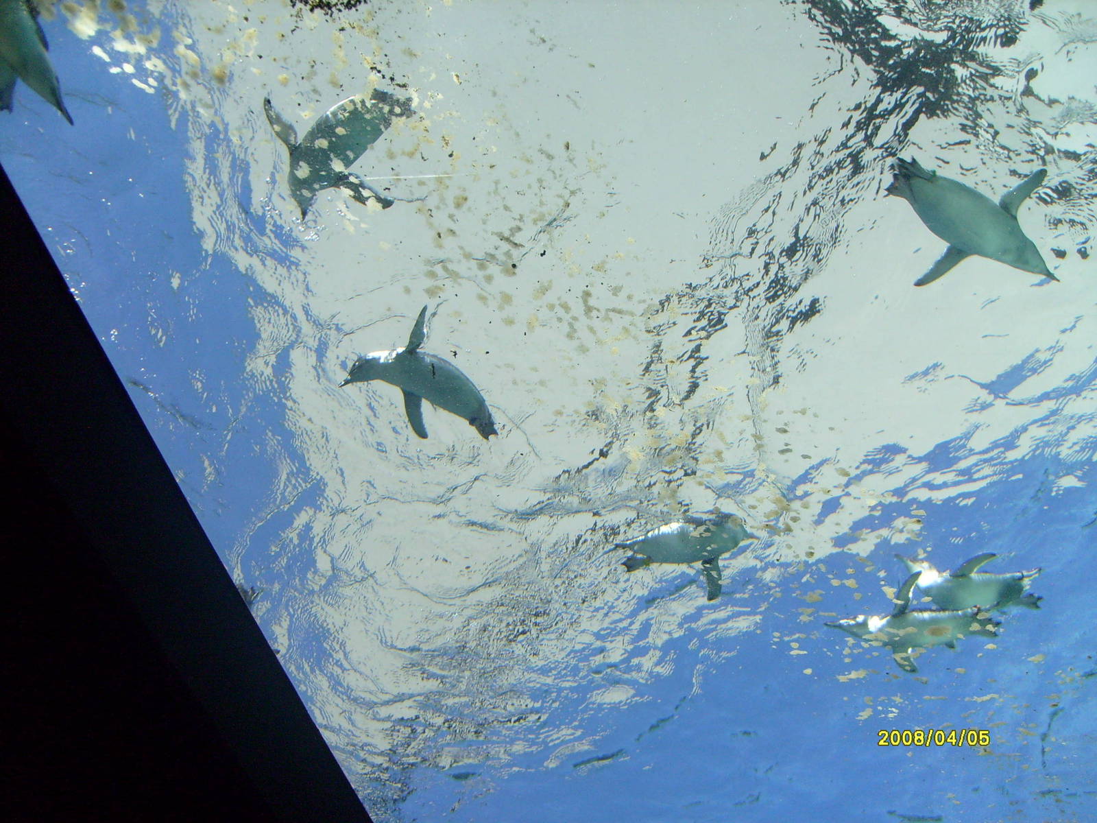 Taronga's great southern Oceans