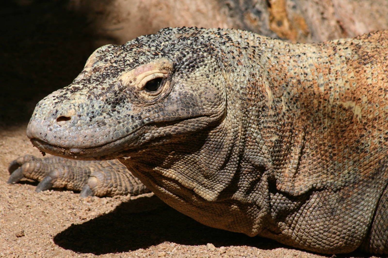Taronga's Komodo dragon 5/3/2008