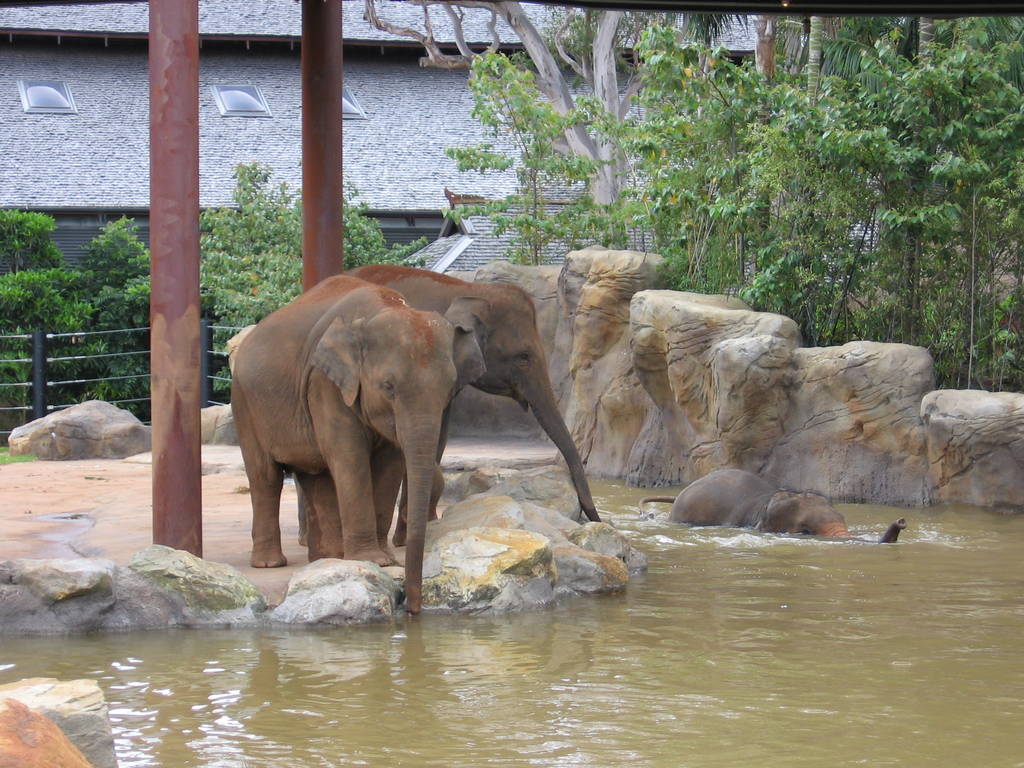 Taronga's new Asian Elephants