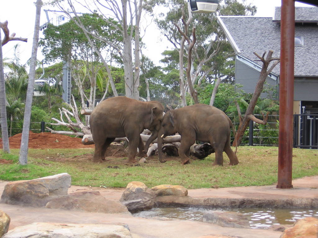 Taronga's new Asian Elephants