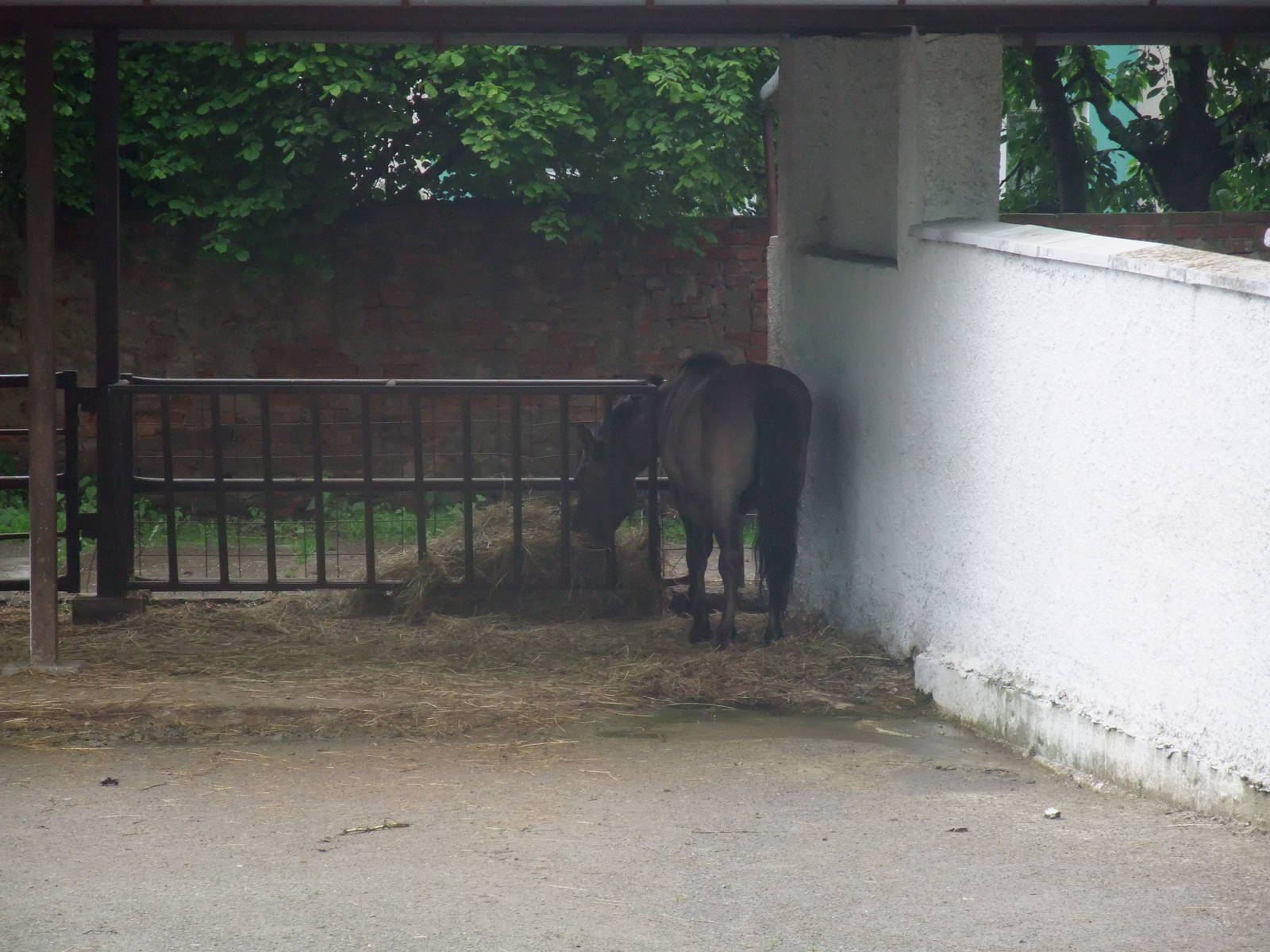 Tarpan at Vyskov, 30/05/10