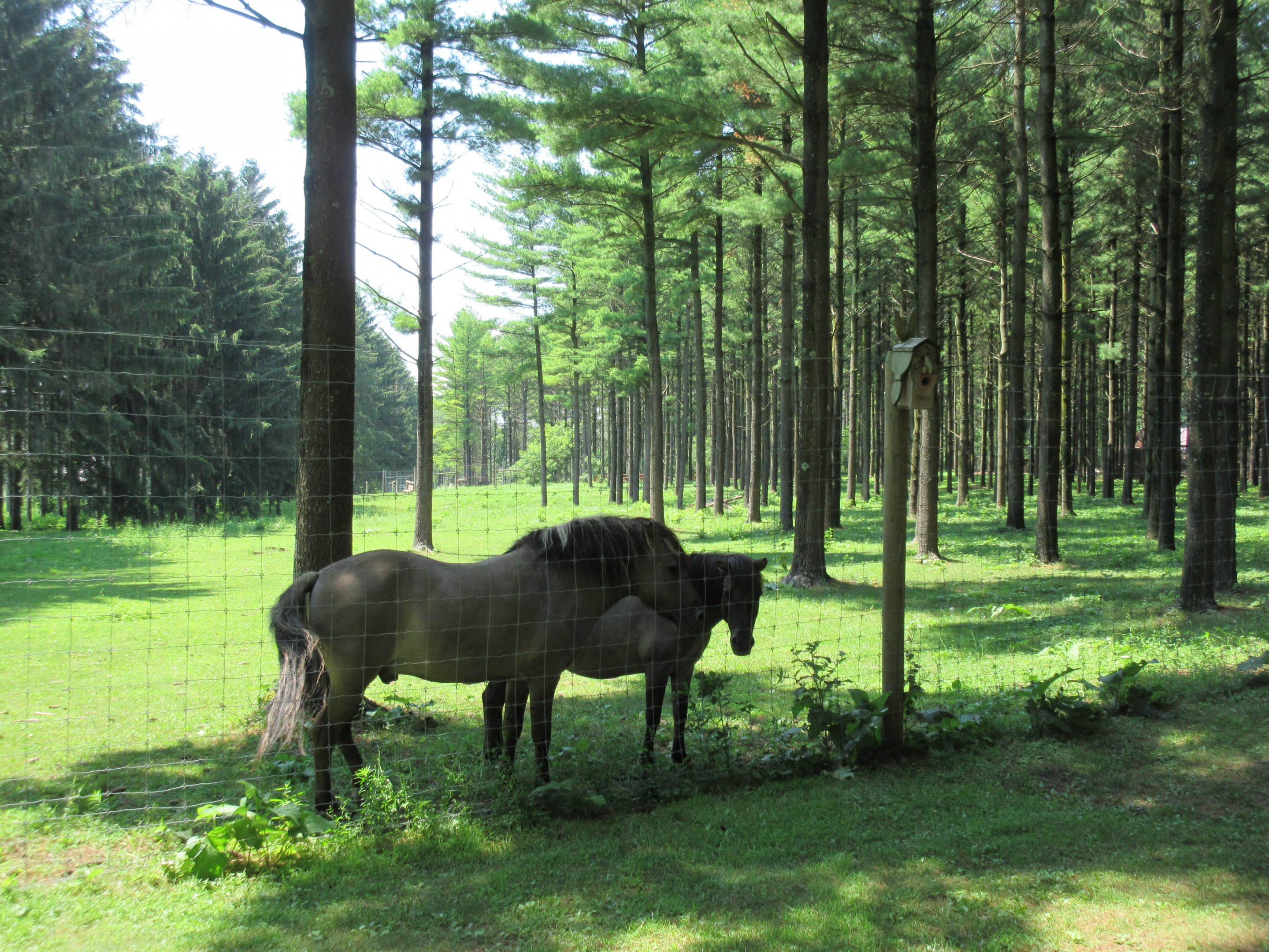 Tarpan Horse Exhibit