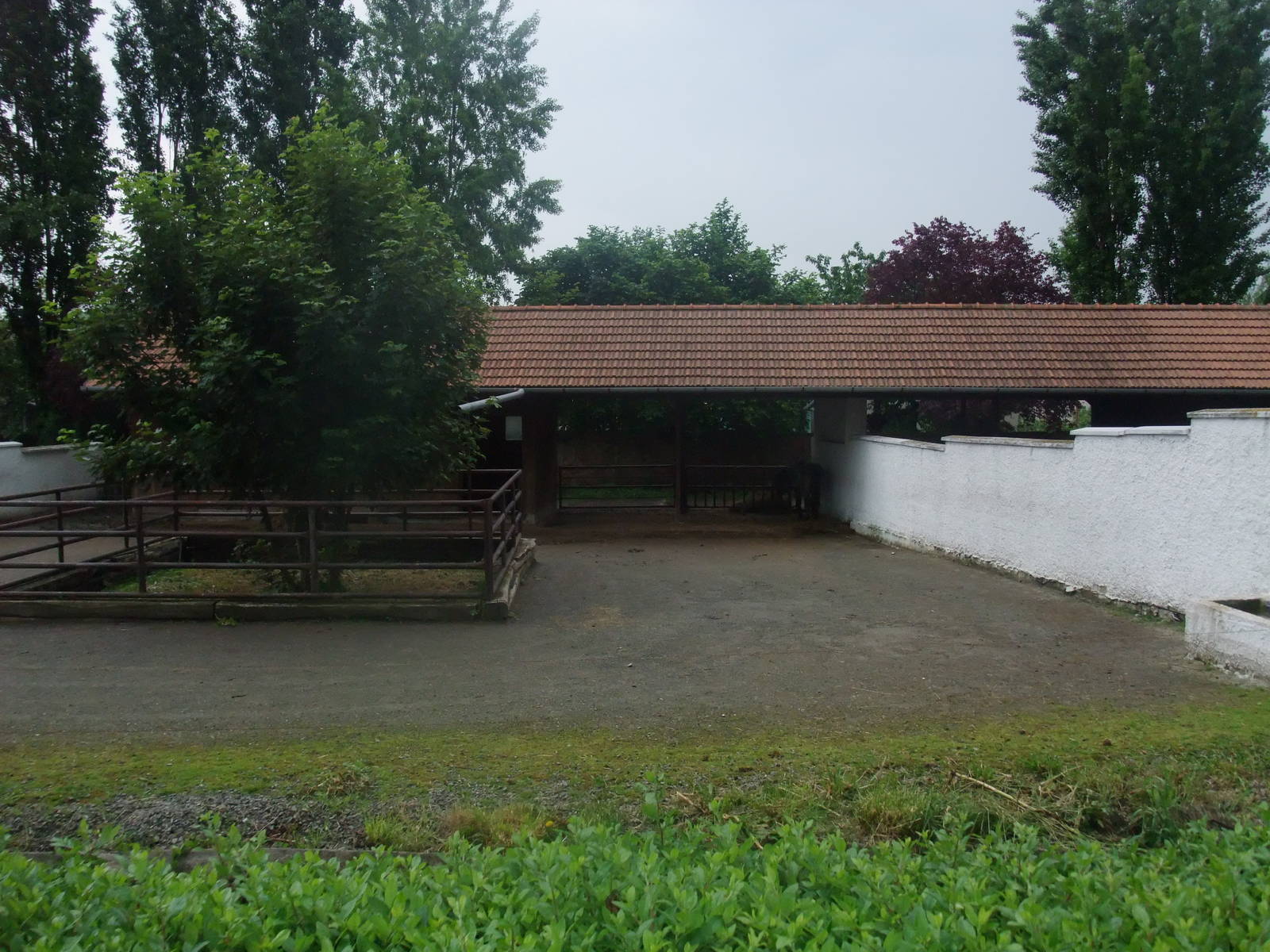 Tarpan paddock at Vyskov, 30/05/10