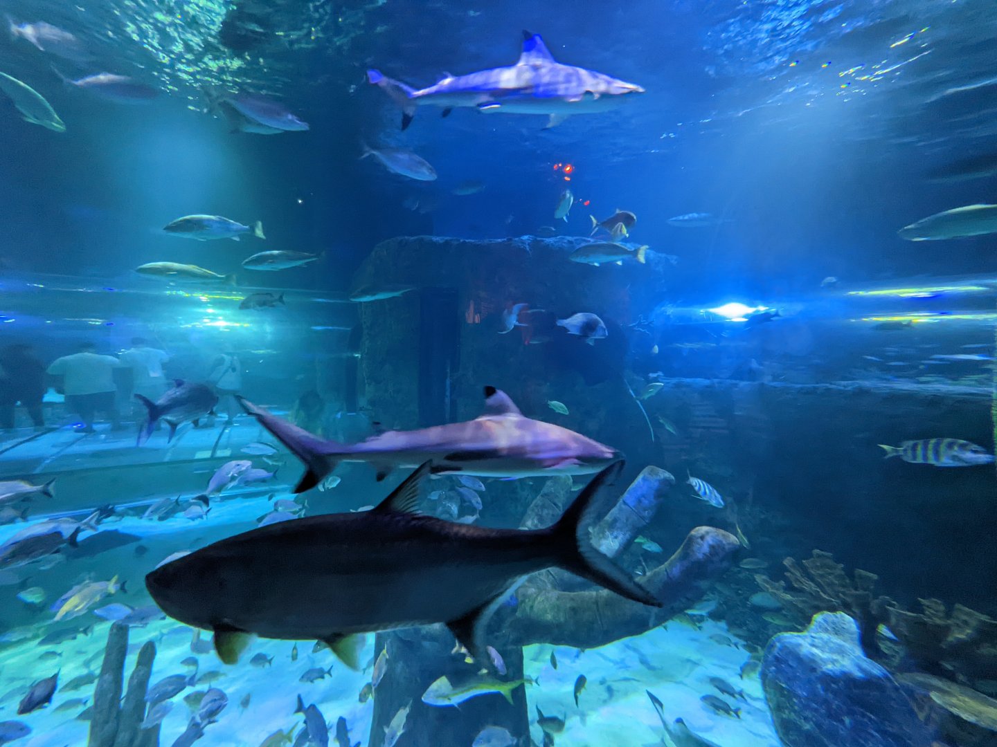 Tarpon and reef sharks