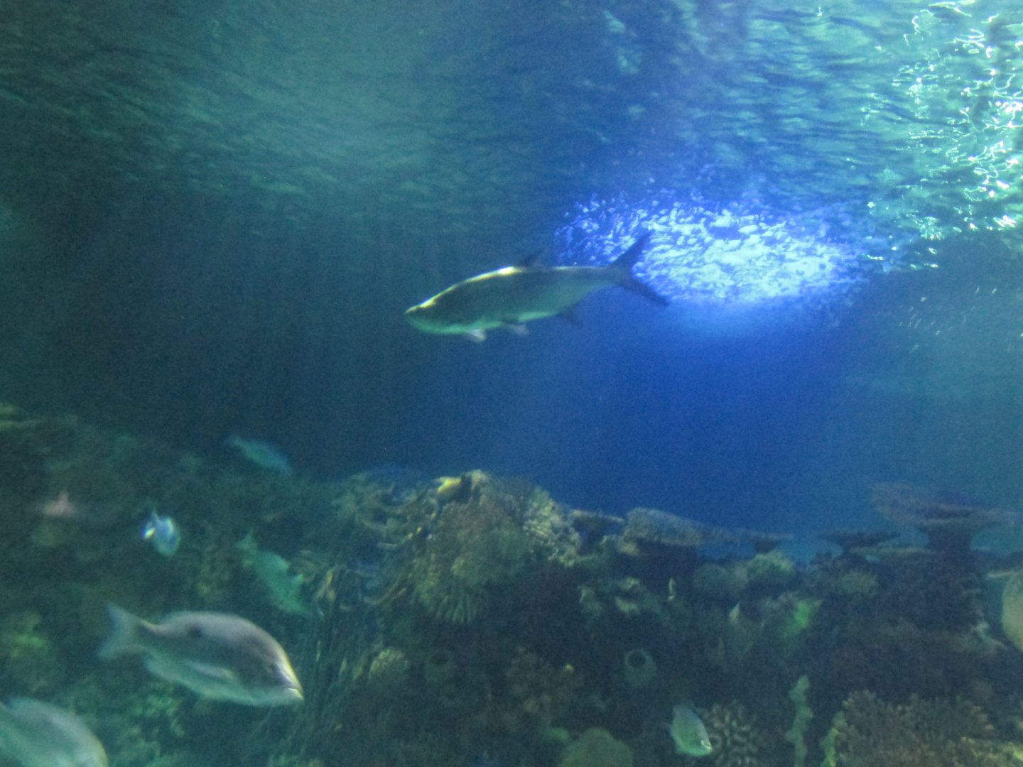tarpon in ocean tank