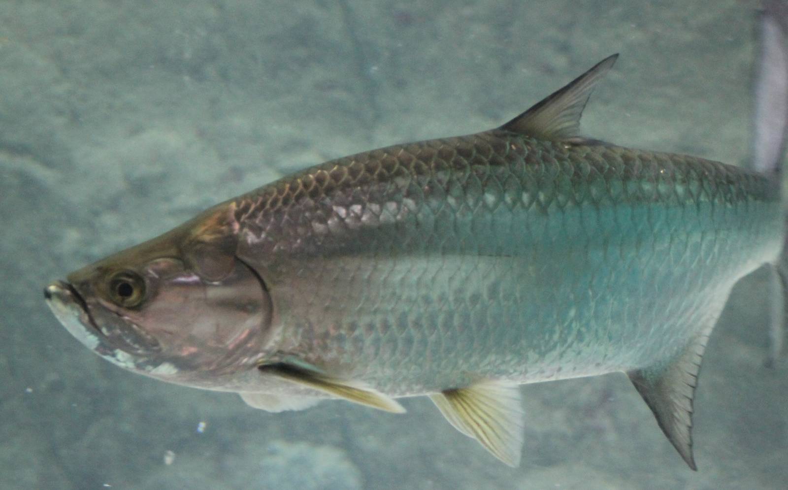 Tarpon