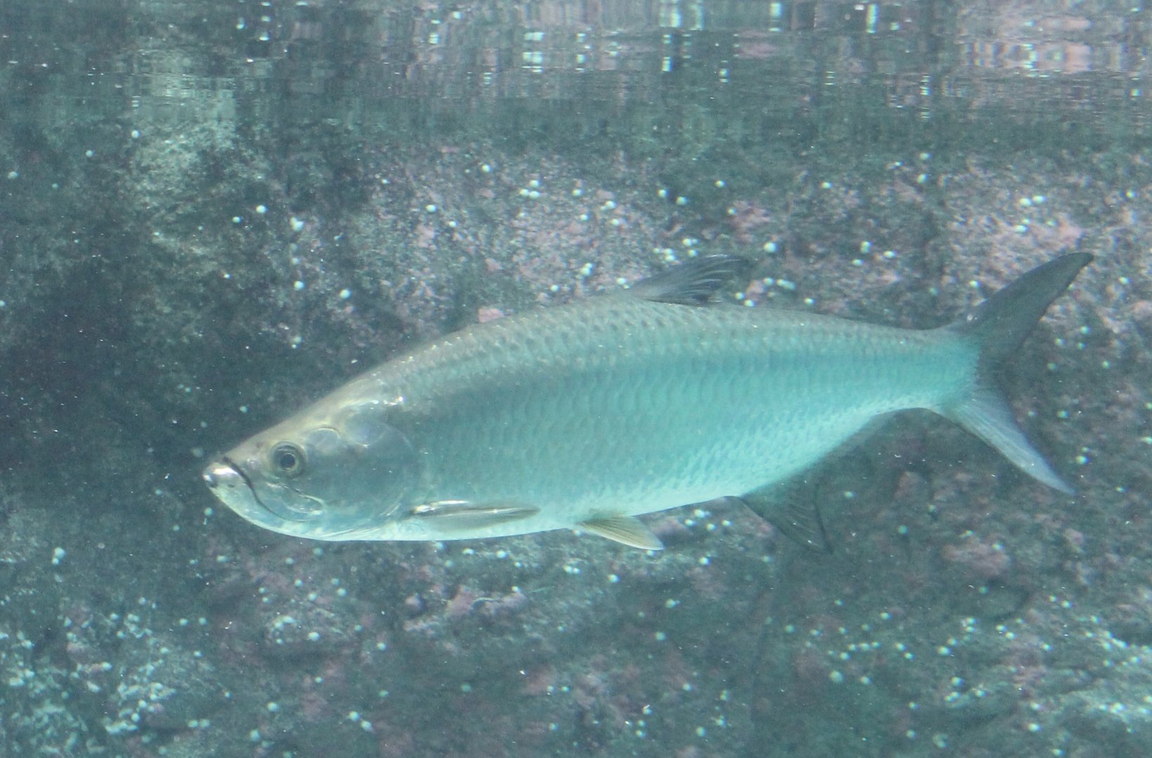 Tarpon