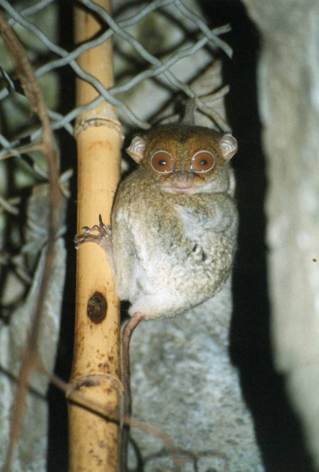 Tarsier ( Cleveland Zoo )