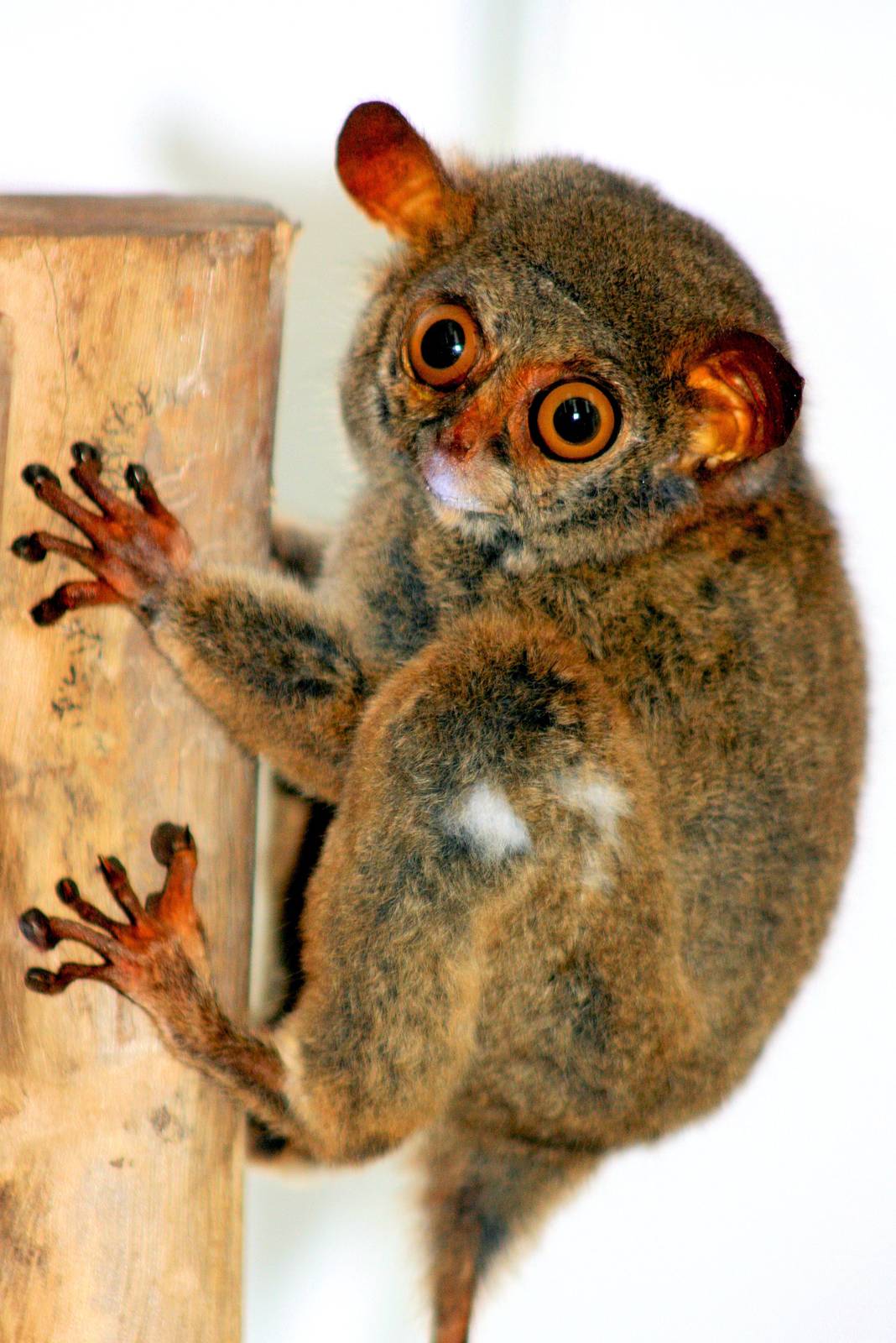 Tarsier taxidermy; RSCC; 20th June 2015