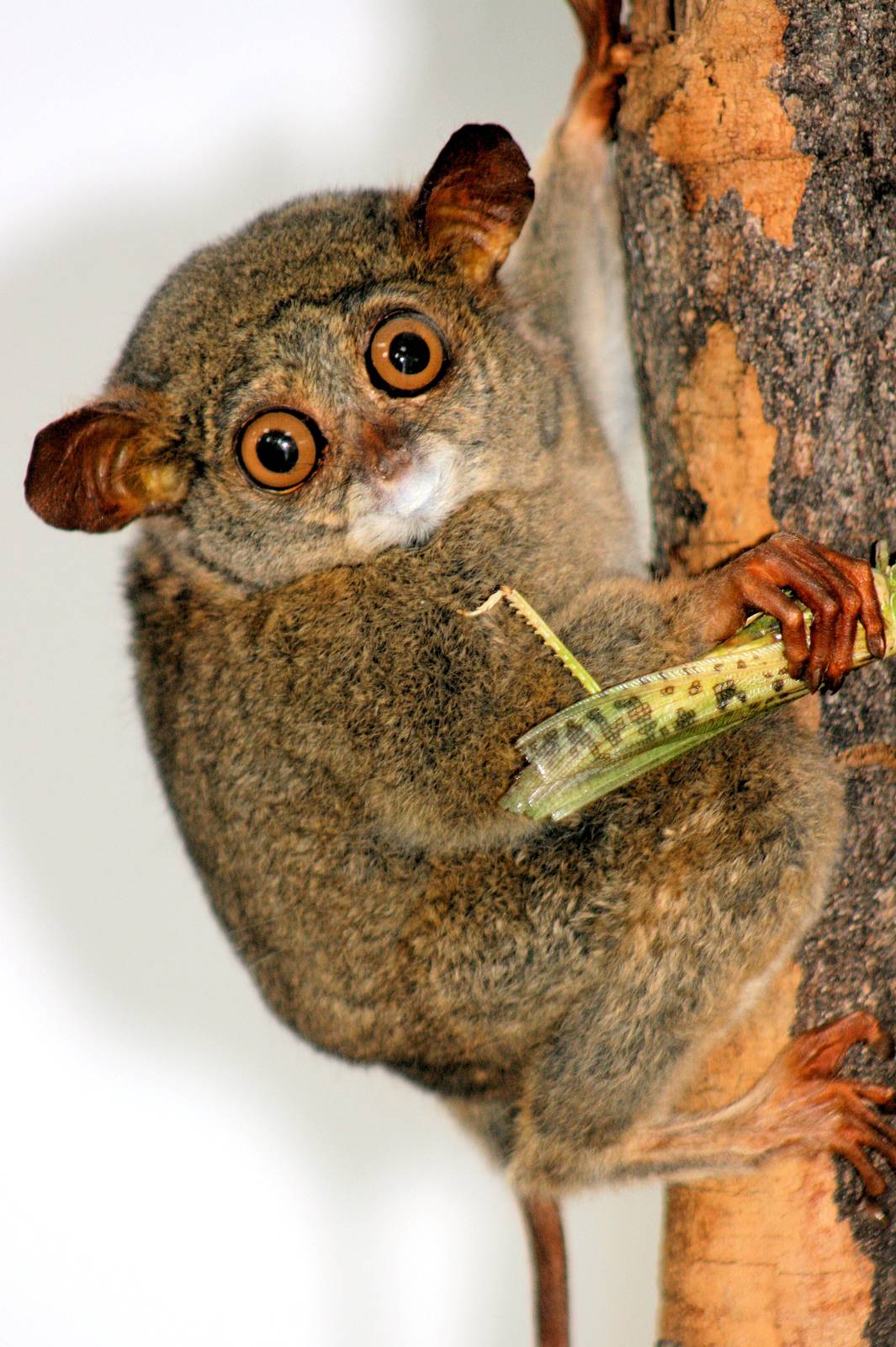 Tarsier taxidermy; RSCC; 20th June 2015