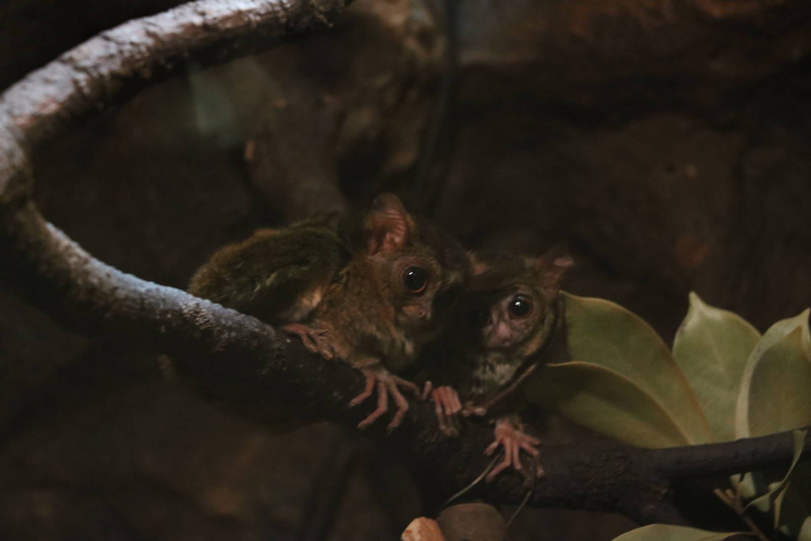 Tarsiers, February 2016