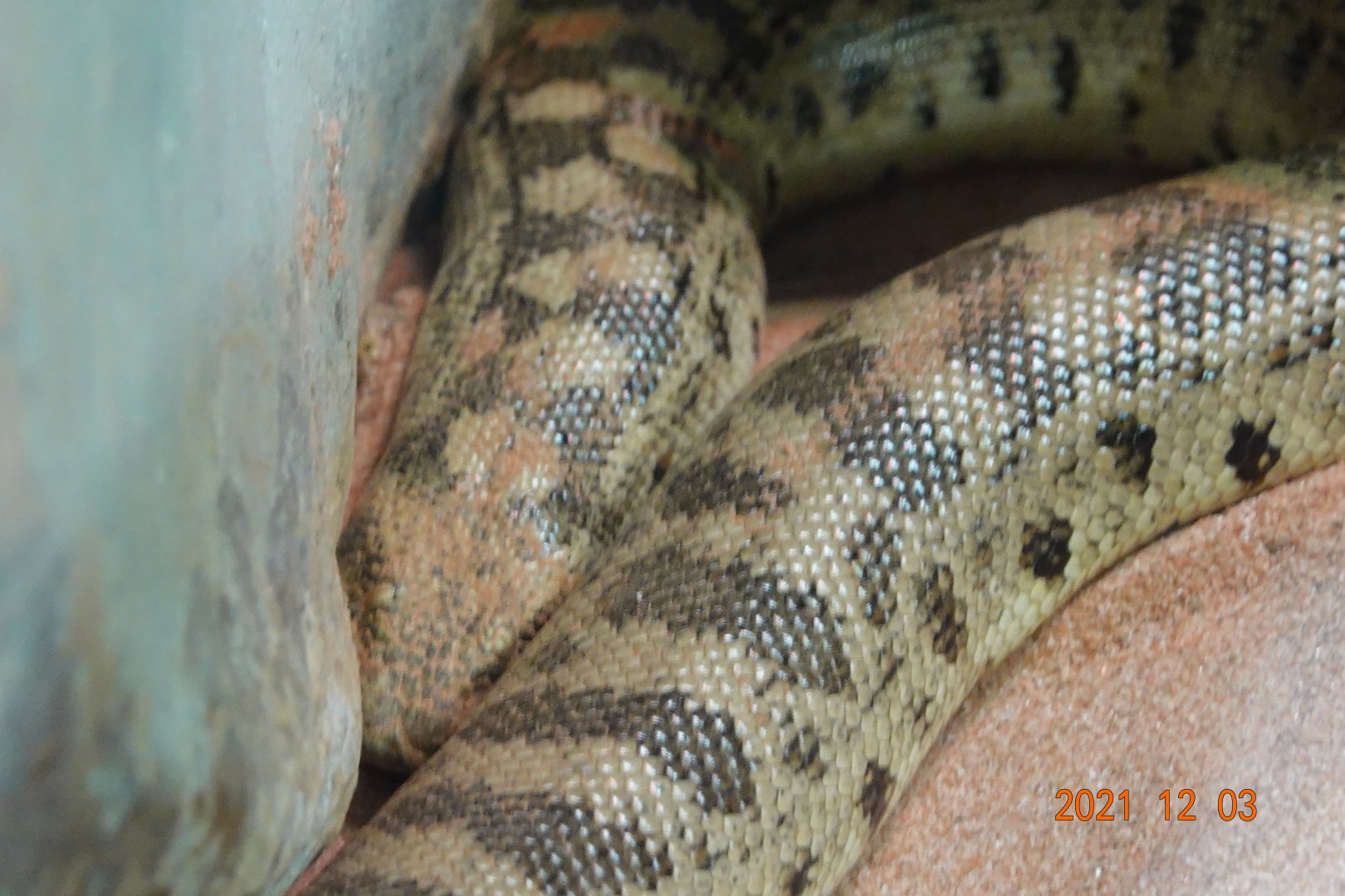 Tartar Sand Boa (Eryx miliaris)