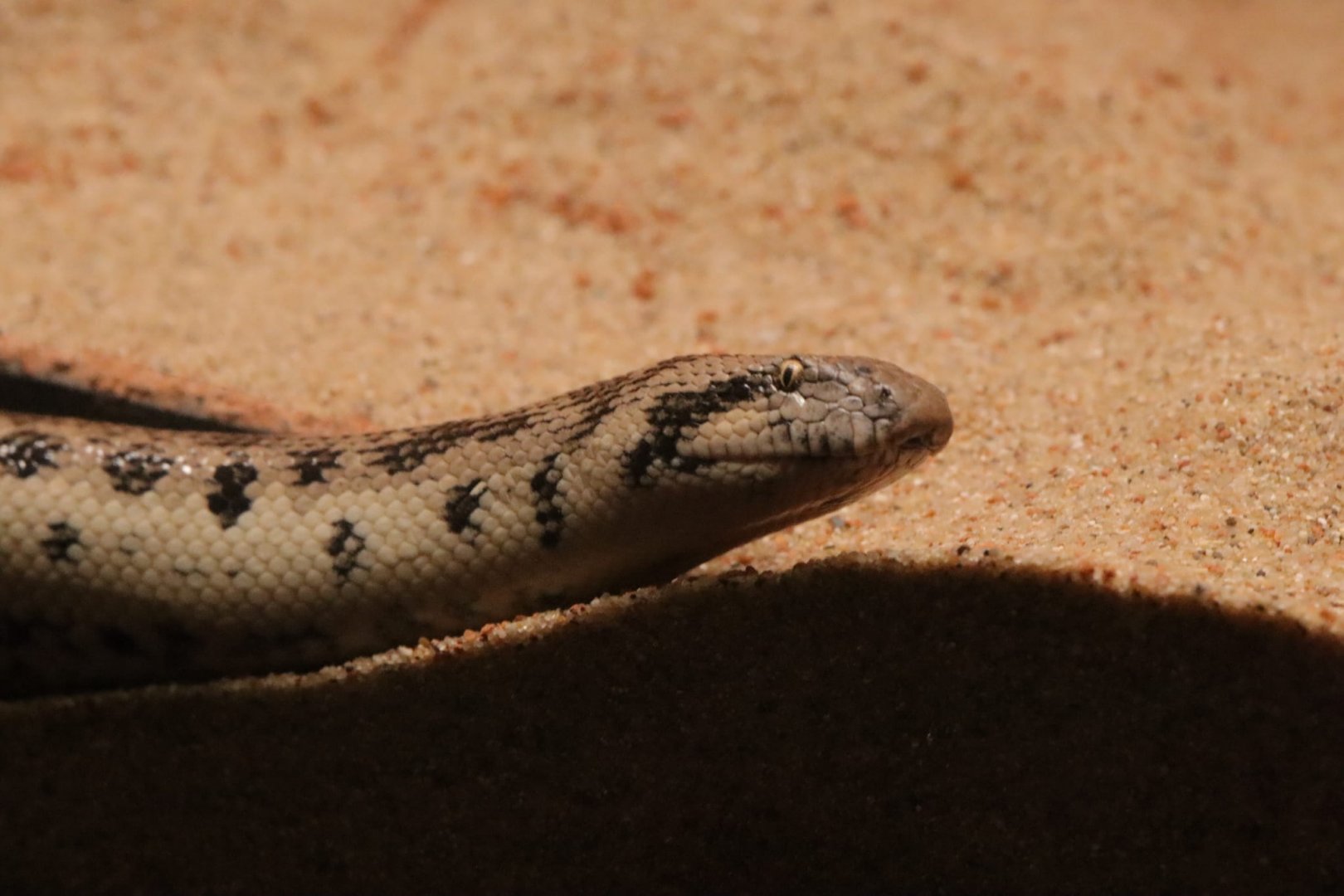 Tartar sand boa (Eryx tataricus) in the Gobi exhibit