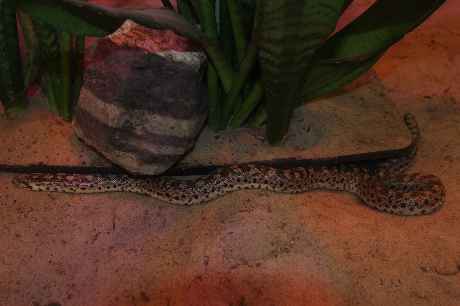 Tartar Sand Boa (Eryx tataricus), January 2016