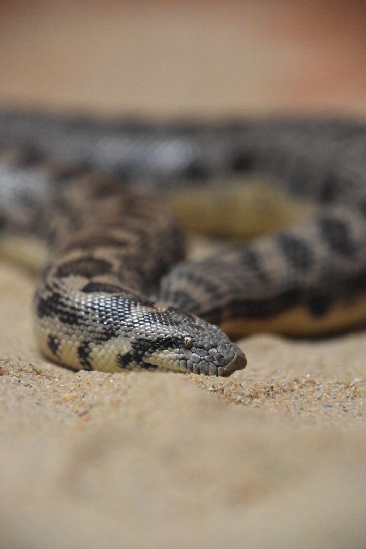Tartar sand boa, Eryx tataricus