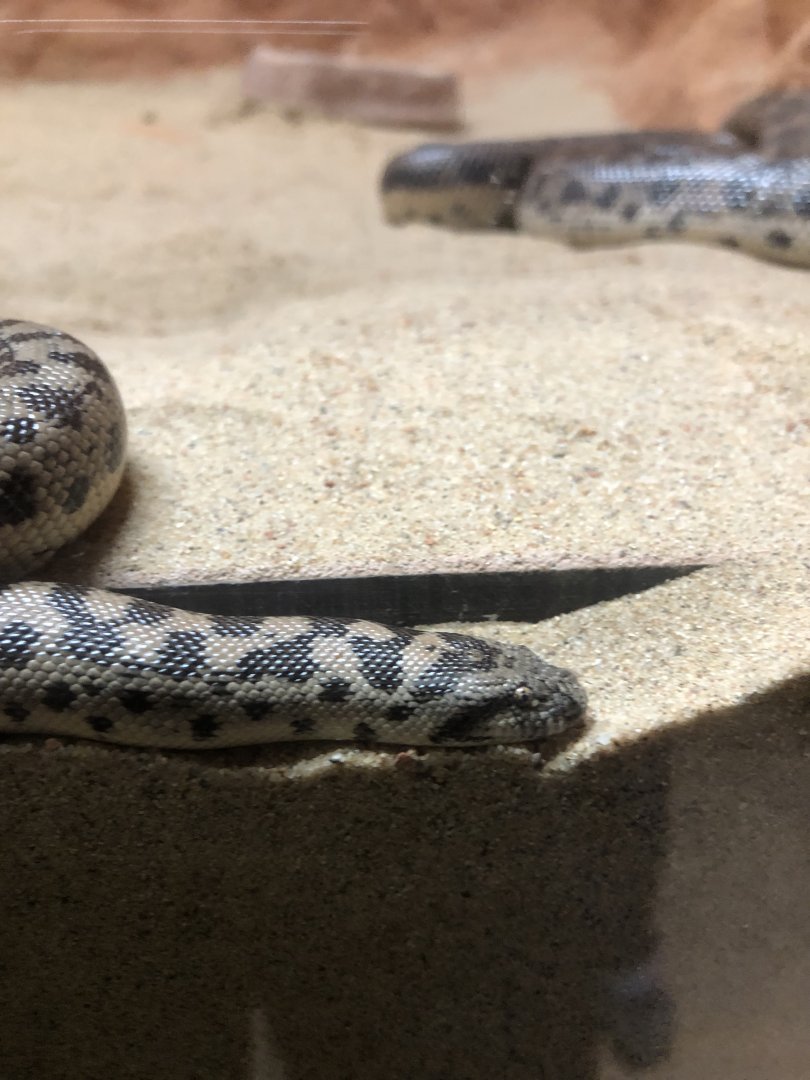 Tartar Sand Boa (Eryx tataricus)