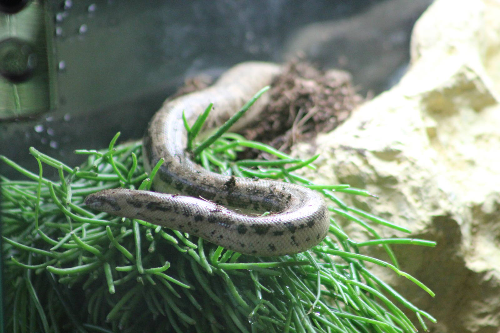 Tartar sand boa
