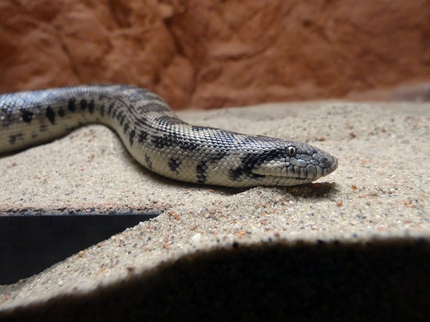 Tartar sand boa