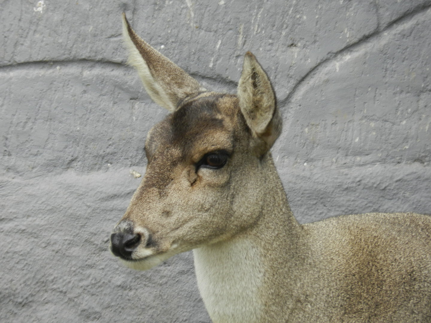 Taruca - Parque Zoológico Huachipa