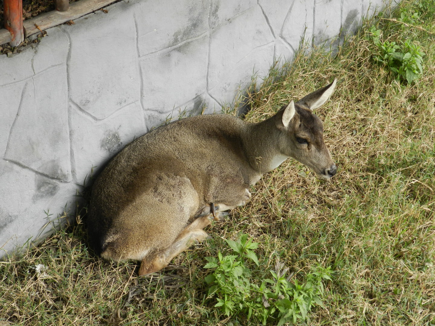 Taruca - Parque Zoológico Huachipa