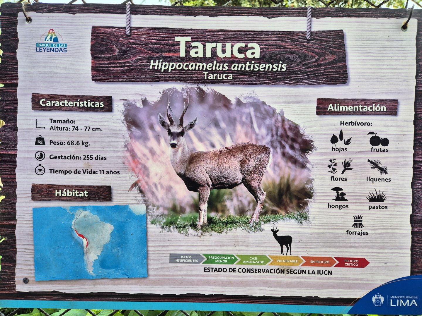 Taruca sign