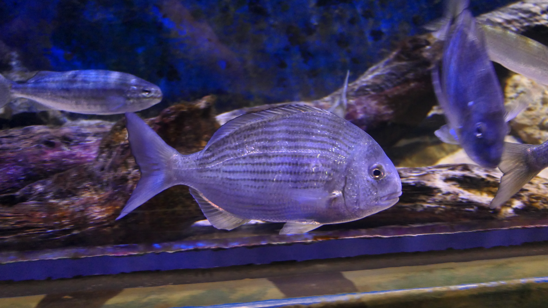 Tarwhine (Rhabdosargus sarba)  - Dolphin Discovery Centre, Bunbury