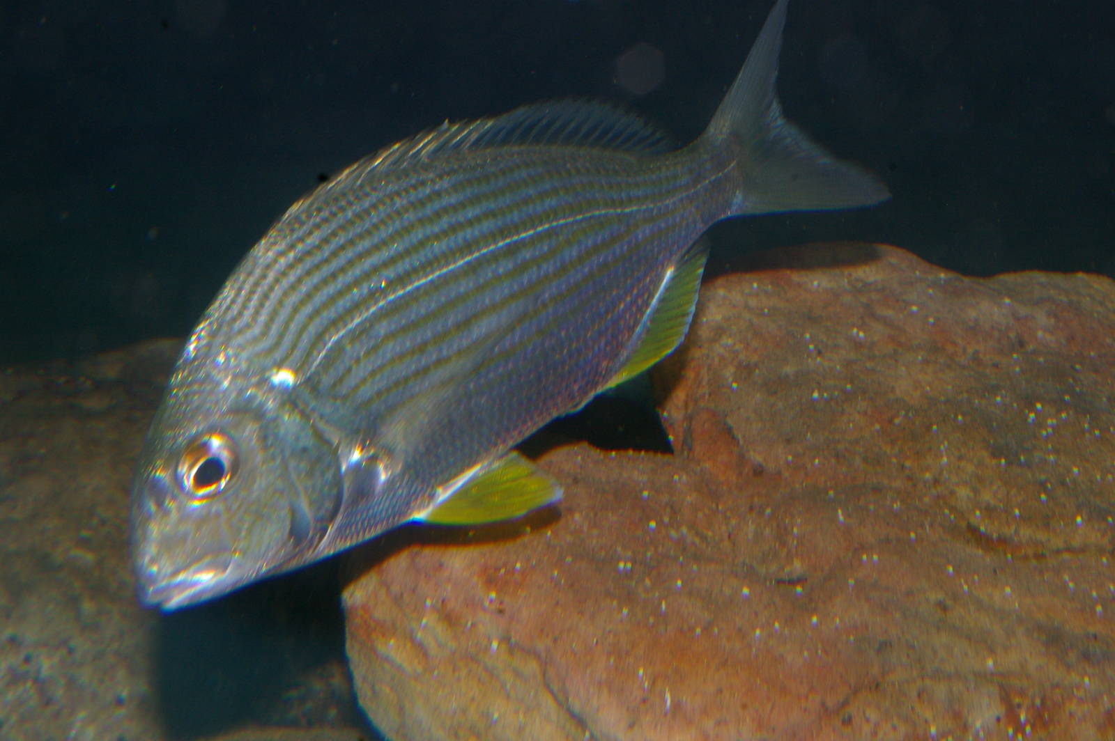 Tarwhine (Rhabdosargus sarba)