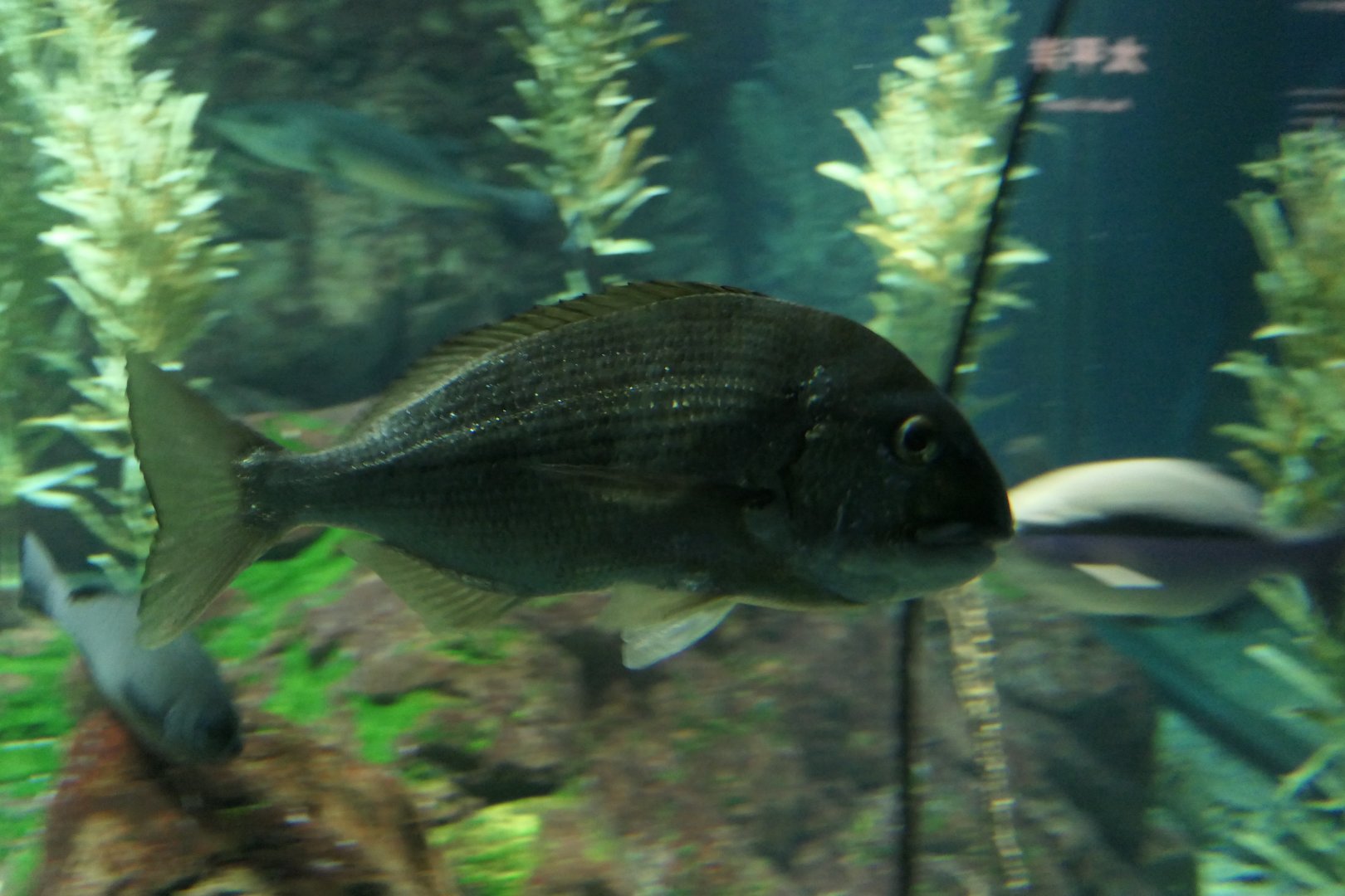 Tarwhine (Rhabdosargus sarba)