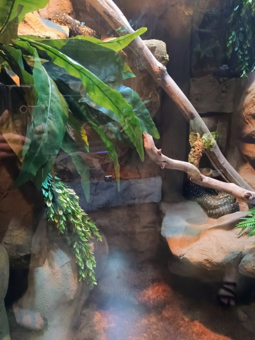 Tarzan and Jane the Madagascar Tree Boas exhibit (6/21/25)