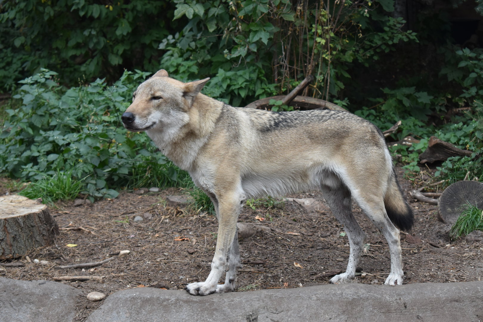 Tarzan the Eurasian grey wolf