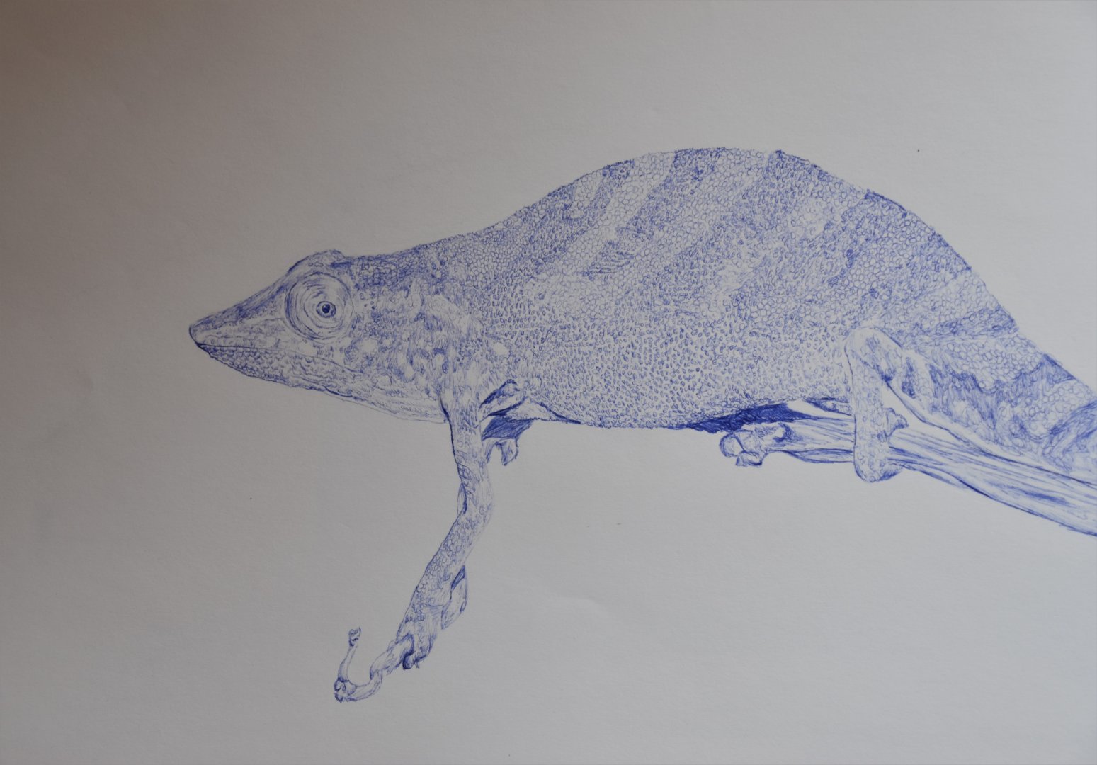 Tarzan's Chameleon (CR) Drawing