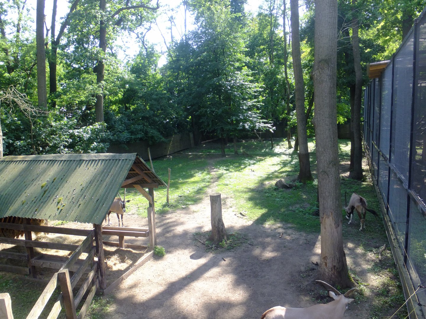 Tarzan's Trail, Gemsbok enclosure