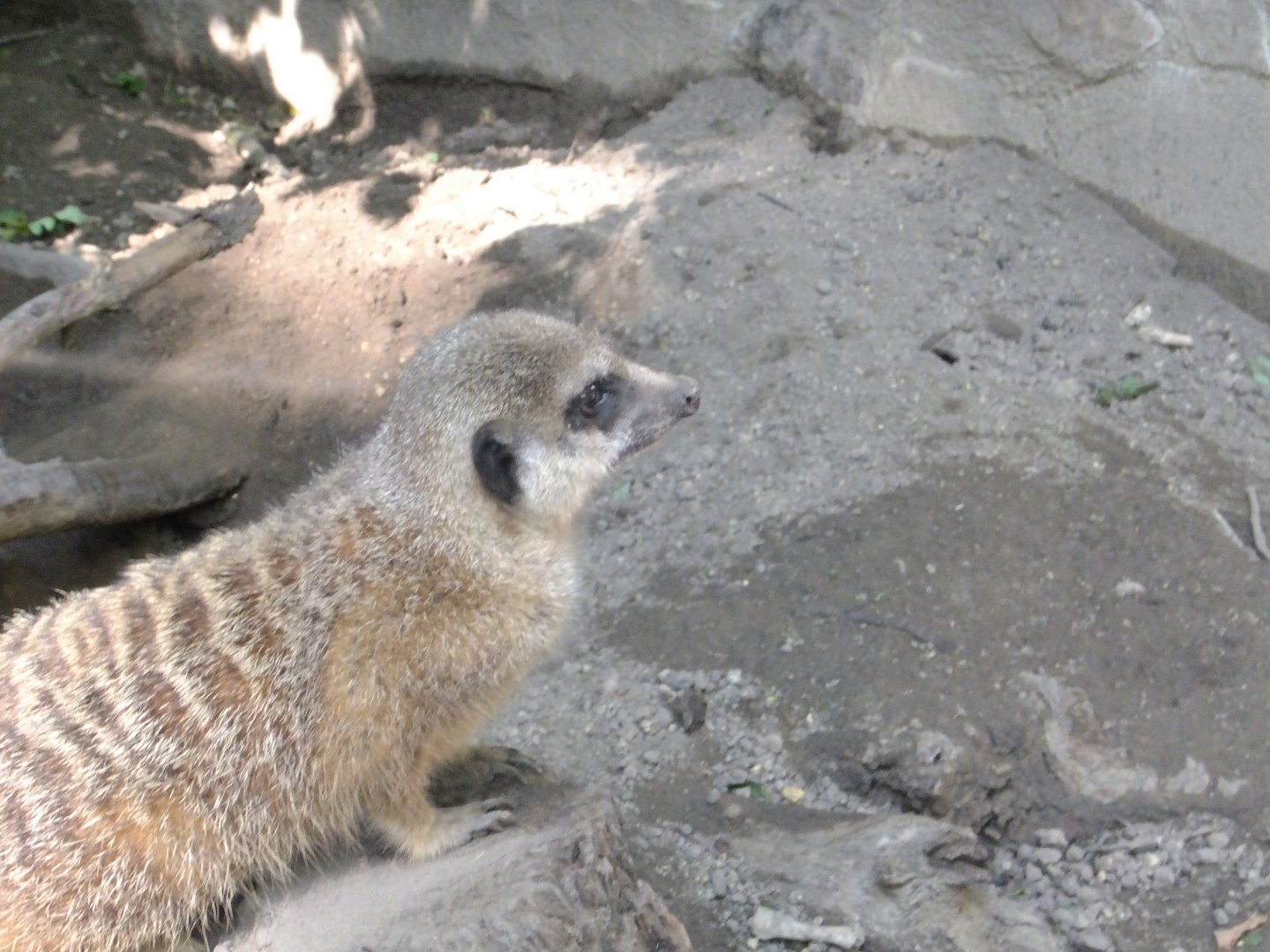 Tarzan's Trail, Meerkat