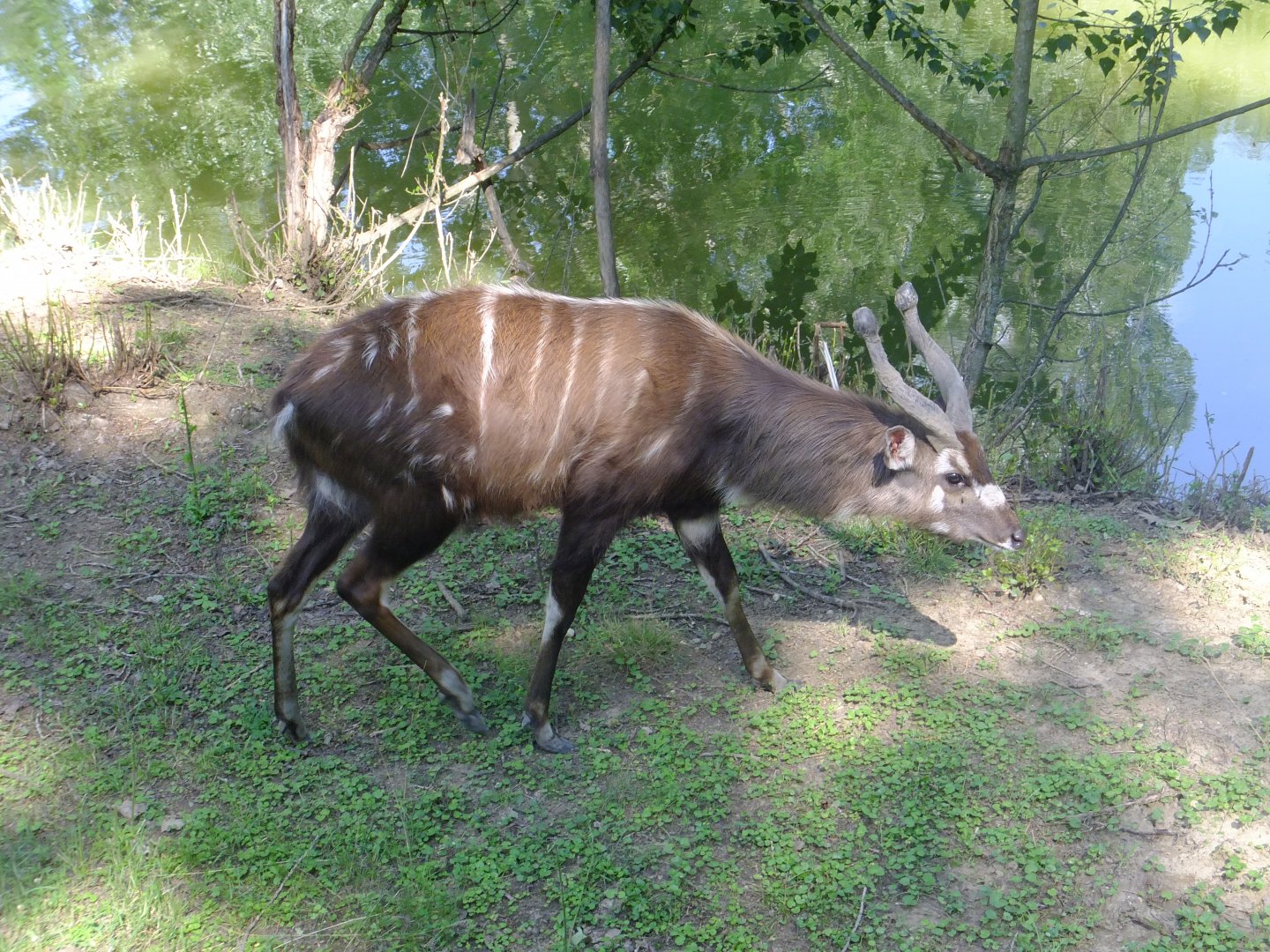Tarzan's Trail, Situtunga