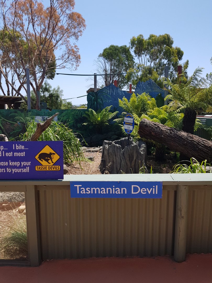 Tas devil enclosure @ Maru