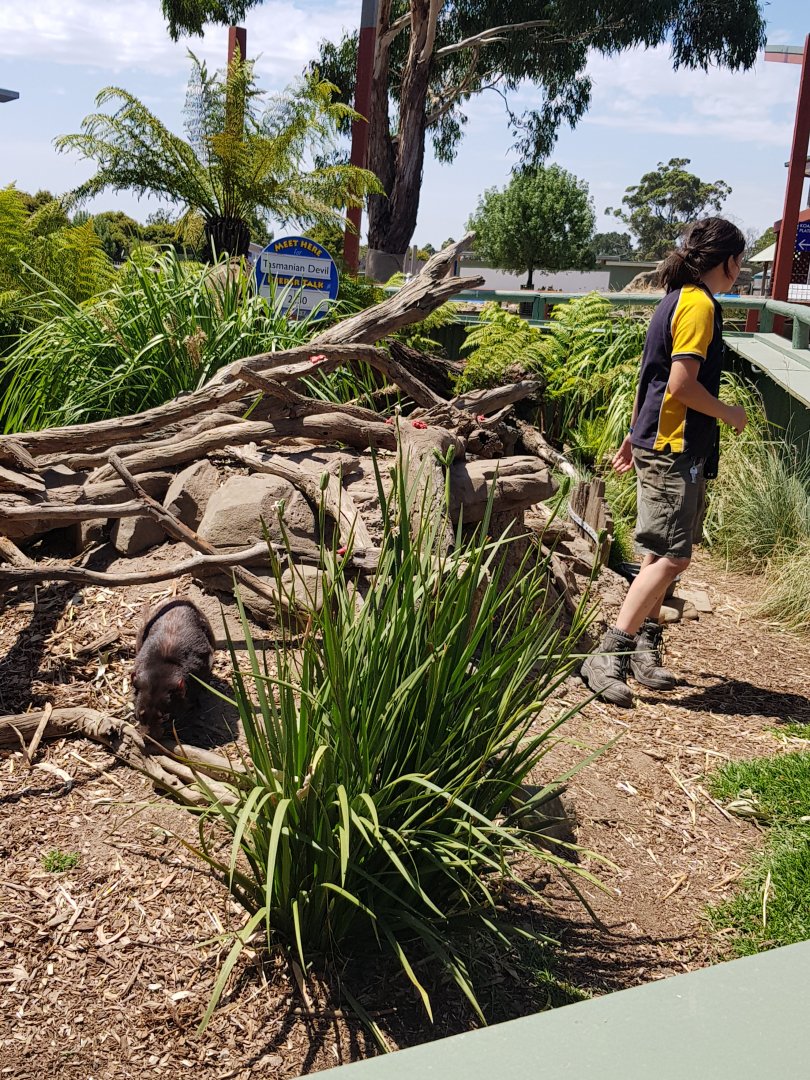 Tas devil keeper feed & talk