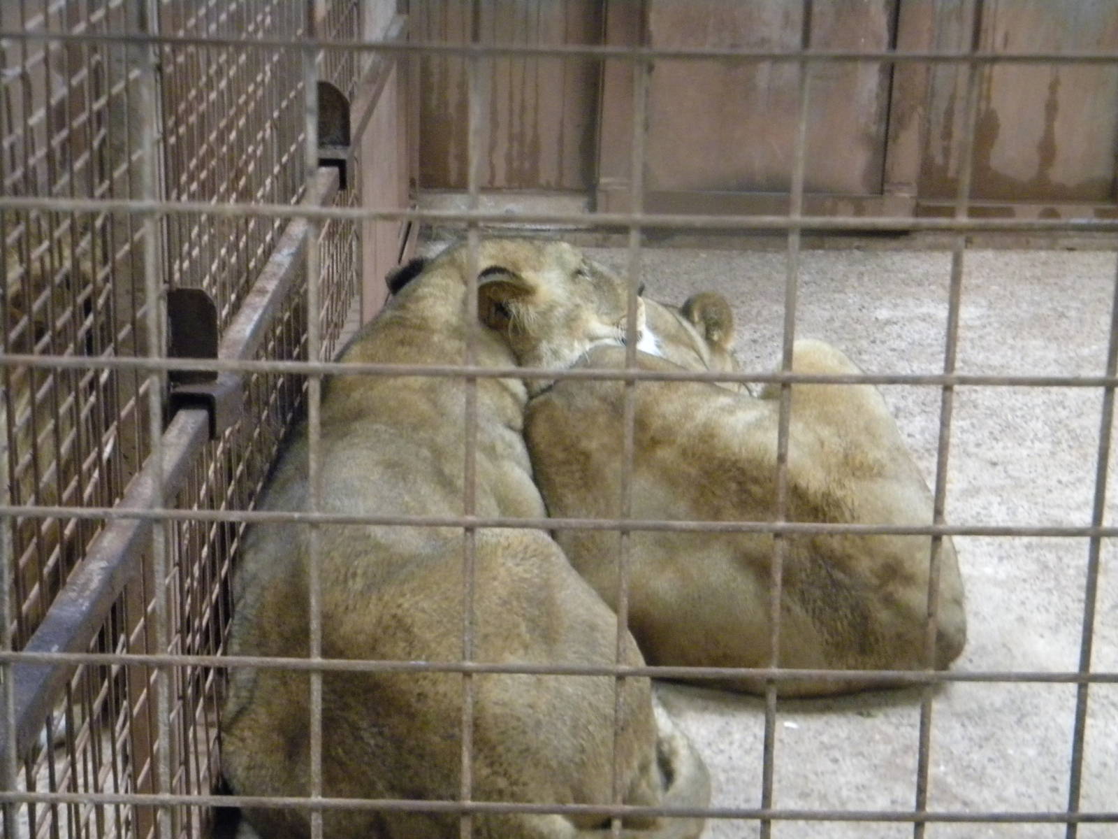 Tasa and Chevelle the African Lions at SLWAP 16/07/11