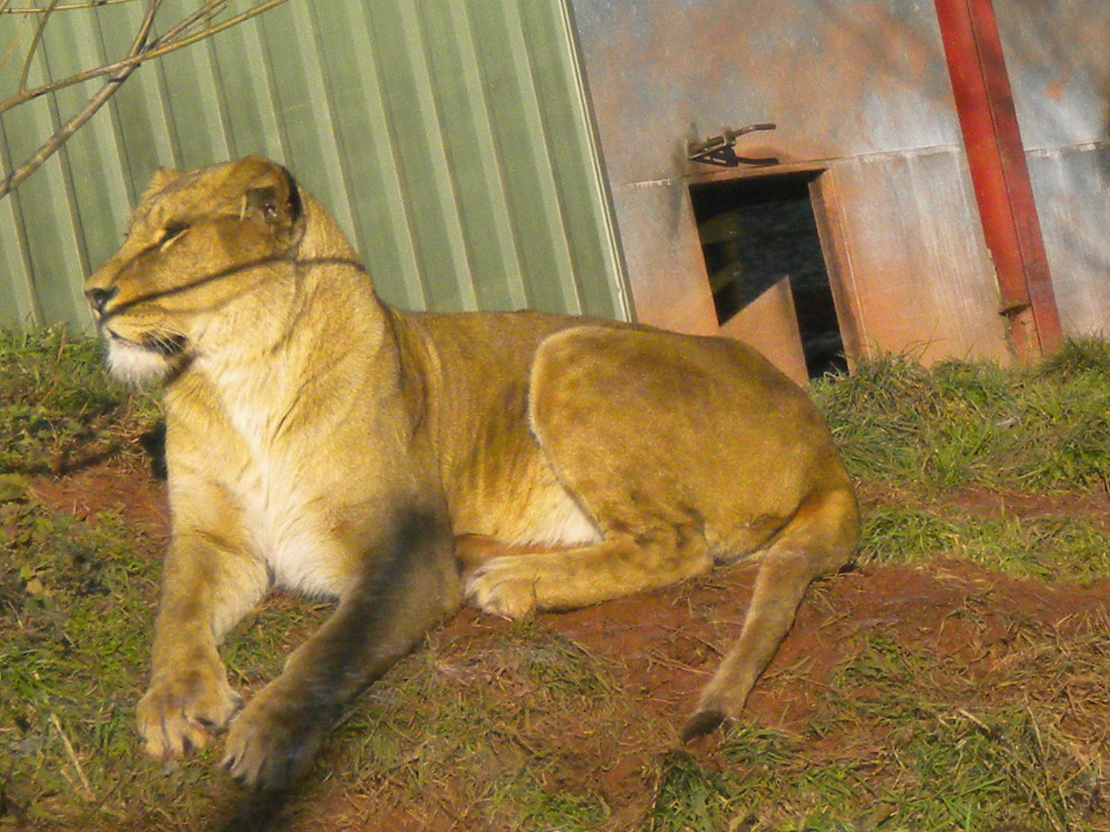 Tasa The African Lionesses