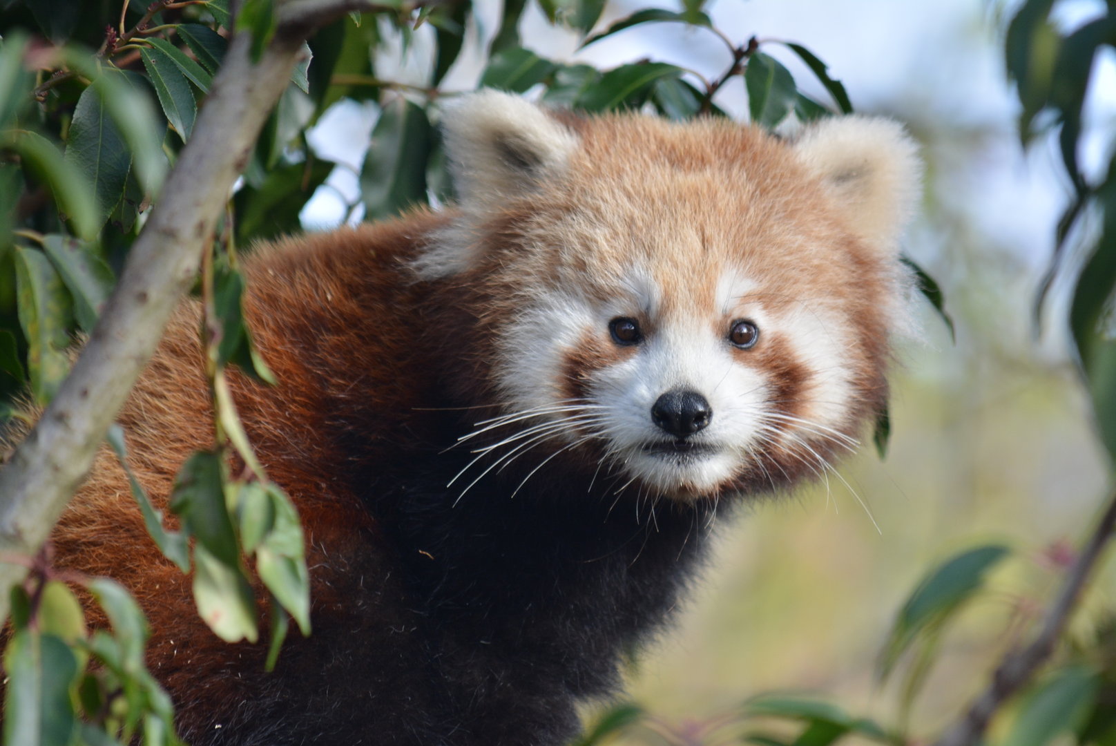 Tashi, Red Panda 05/02/2023