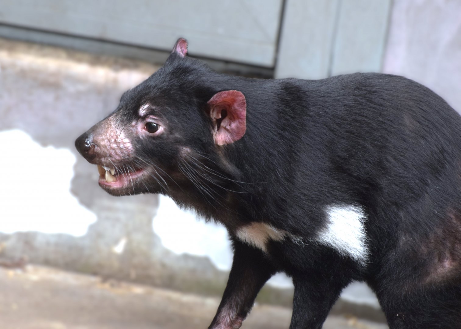 Tasmania devil
