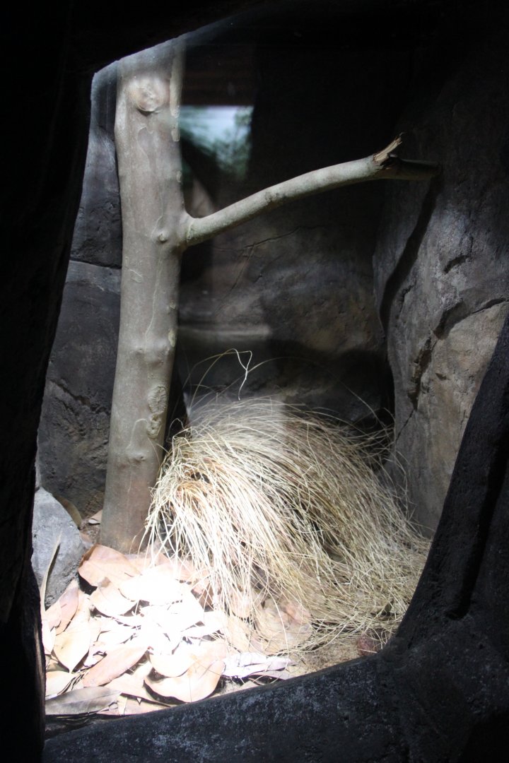 Tasmania exhibit - Common death adder