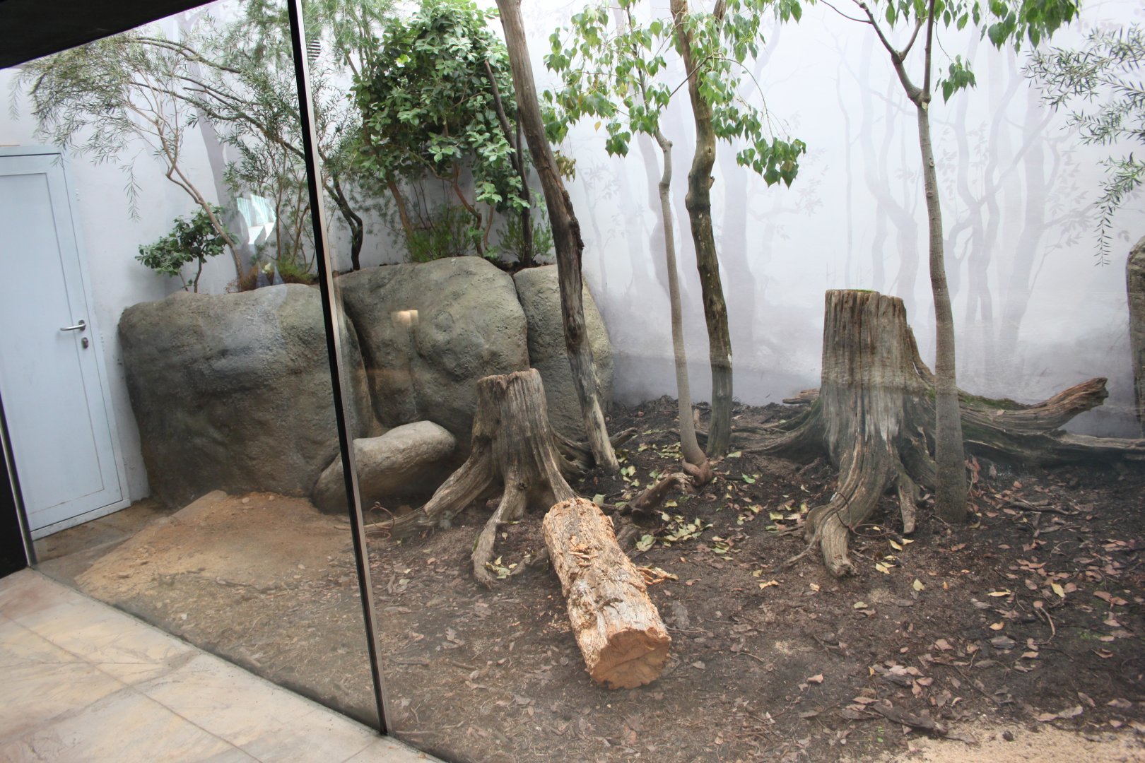 Tasmania exhibit - Echidna exhibit