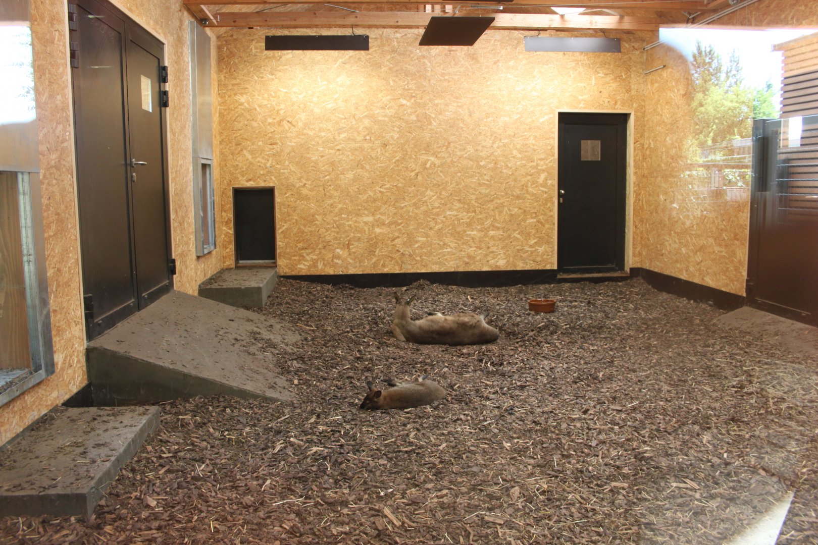 Tasmania exhibit - Kangaroo indoors