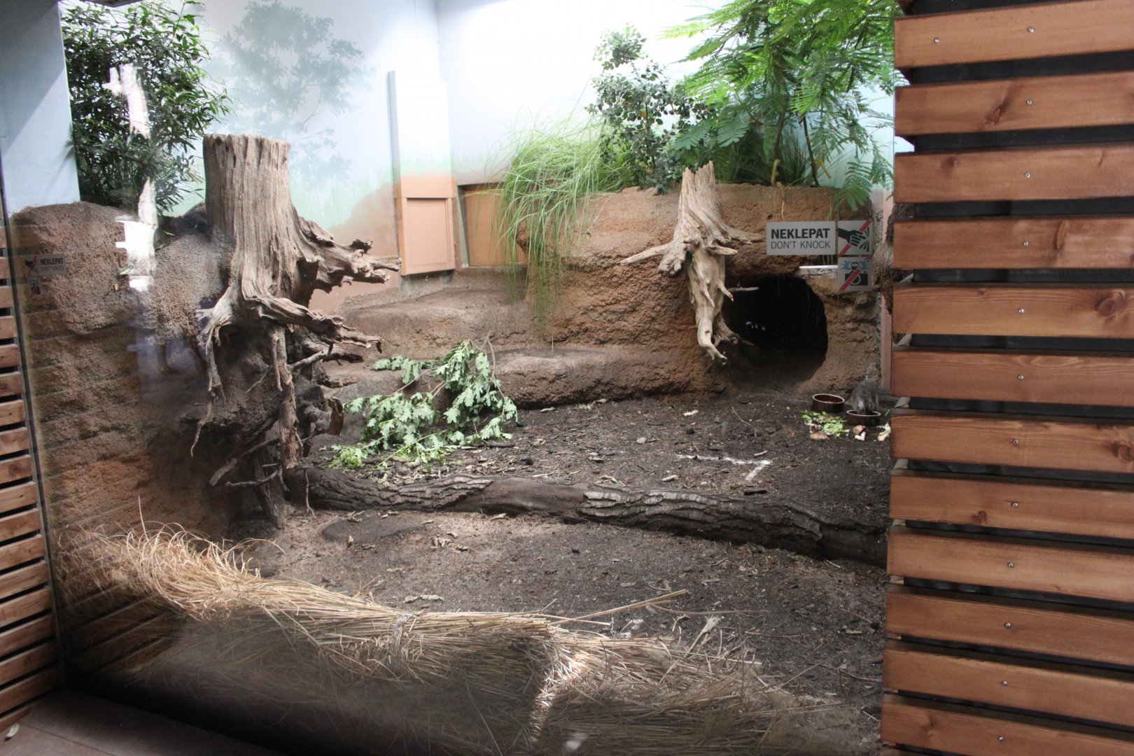 Tasmania exhibit - Long-nosed potoroo