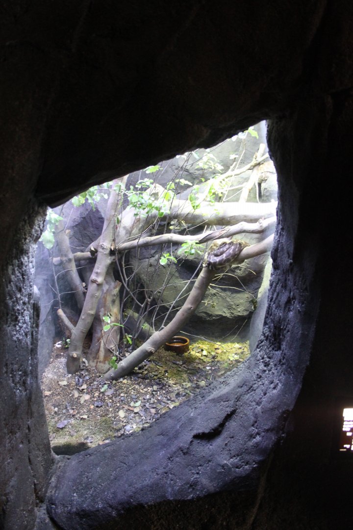 Tasmania exhibit - Rough-scaled python